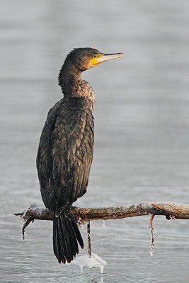 Great cormorant Phalacrocorax carbo veliki kormoran_MG_7058-11.jpg