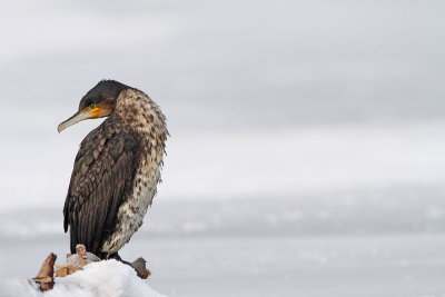 Great cormorant Phalacrocorax carbo veliki kormoran_MG_7143-111.jpg