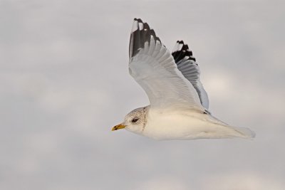 Common gull Larus canus sivi galeb_MG_5890-111.jpg