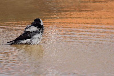 Hooded crow Corvus cornix siva vrana_MG_1312-11.jpg
