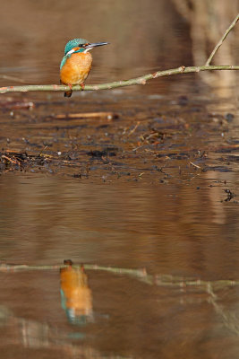 Kingfisher Alcedo athis vodomec_MG_5202-11.jpg