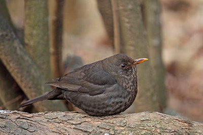 Blackbird Turdus merula kos_MG_5730-11.jpg