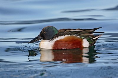 Northern shoveler Anas clypeata liarica_MG_7389-11.jpg