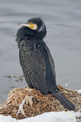 Great cormorant Phalacrocorax carbo veliki kormoran_MG_7198-11.jpg
