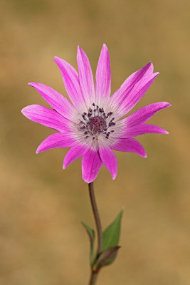 Star anemone  Anemone hortensis vrtna vetrnica_MG_8422-11.jpg