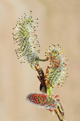 Willow Salix sp. vrba_MG_8554-11.jpg