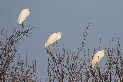 Great white egret Egretta alba velika bela aplja_MG_8603-111.jpg