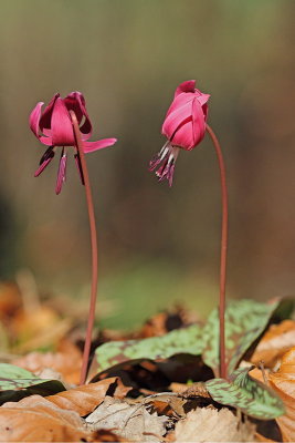 Dog's-tooth violet Erythronium dens-canis pasji zob_MG_8493-11.jpg