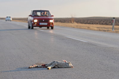 Death on the road smrt na cesti_MG_4189-11.jpg