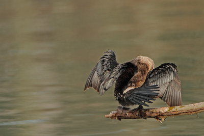 Pygmy cormorant Microcarbo pygmeus pritlikavi kormoran_MG_7312-111.jpg