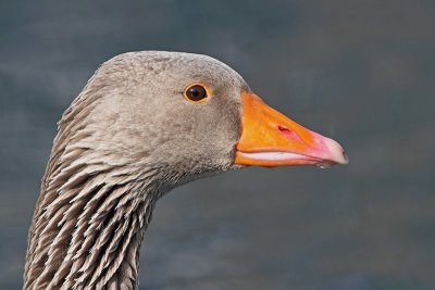 Goose portrait portret gosi_MG_7674-11.jpg