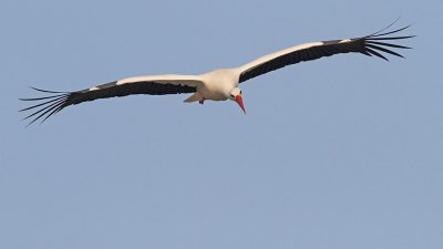 White stork Ciconia ciconia bela torklja_MG_8678-111.jpg