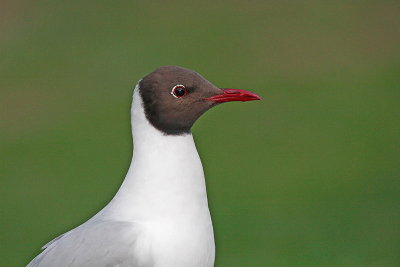 Black-headed gull Chroicocephalus ridibundus rečni galeb_MG_9861-11.jpg