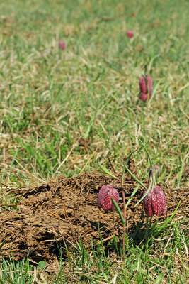 Dung, deadth for lily gnoj, smrt za tulipan_MG_8563-11.jpg