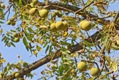 Eastern black walnut  Juglans nigra rni oreh_MG_6313-11.jpg