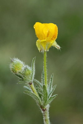 St Anthony's turnip Ranunculus bulbosus gomoljasta zlatica_MG_3265-11.jpg