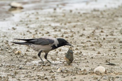 Crow with mussel vrana s koljko_MG_8854-111.jpg