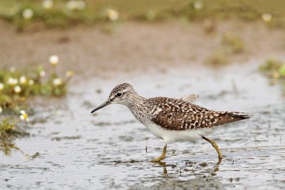 Wood sandpiper Tringa glareola movirski martinec_MG_7554-111.jpg