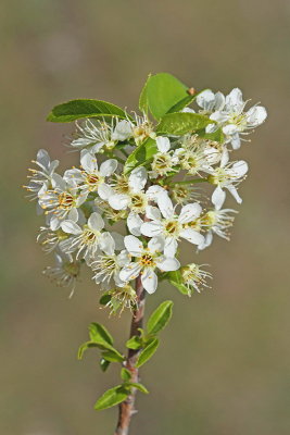 Rock cherry Prunus mahaleb rešeljika_MG_7843-11.jpg