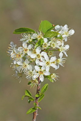 Rock cherry Prunus mahaleb reeljika_MG_7843-11.jpg