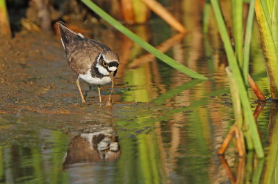 Little ringed plover Charadrius dubius mali deevnik_MG_9526-111.jpg