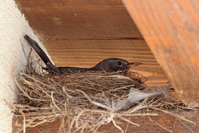 Blackbird on nest kos na gnezdu_MG_7821-11.jpg