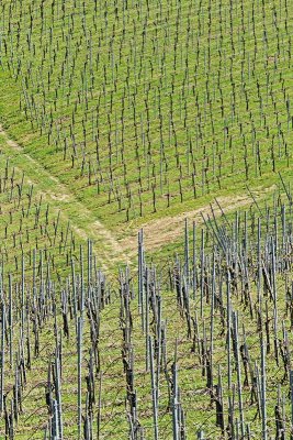 Vineyard vinograd_MG_8128-11.jpg