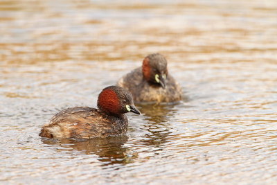 Little grebe Tachybaptus ruficollis mali ponirek_MG_7669-11.jpg