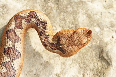 Nose-horned viper Vipera ammodytes modras_MG_8514-111.jpg