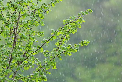 Spring shower pomladna ploha_MG_8291-111.jpg