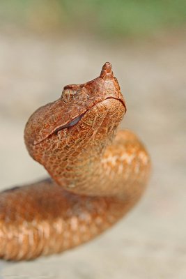 Nose-horned viper Vipera ammodytes modras_MG_8484-11.jpg