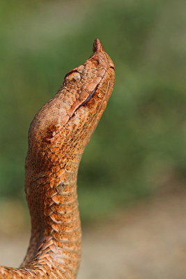 Nose-horned viper Vipera ammodytes modras_MG_8490-11.jpg