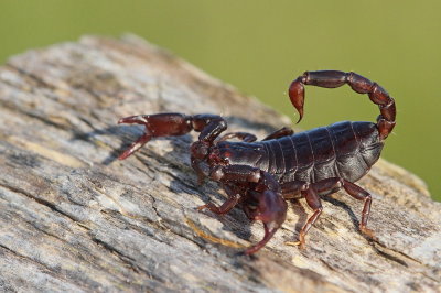 Scorpion Euscorpius sp. korpijon_MG_0402-111.jpg