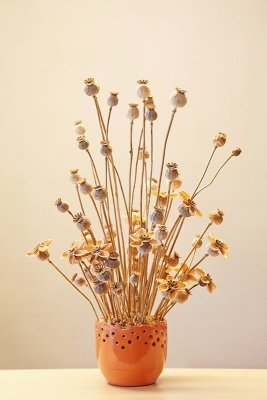 Bunch ąopek_MG_0437-11.jpg