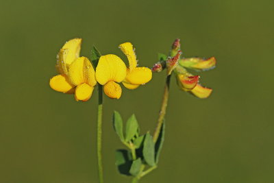 Birdsfoot trefoil Lotus corniculatus navadna nokota_MG_0331-111.jpg