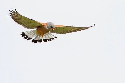 Lesser kestrel Falco naumanni južna postovka_MG_0090-11.jpg