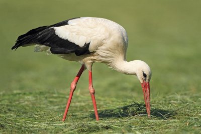 White stork Ciconia ciconia bela štorklja_MG_9916-111.jpg