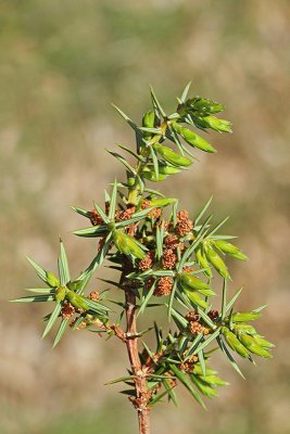 Common juniper Juniperus communis navadni brin_MG_7852-11.jpg