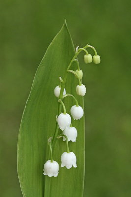 Lily of the valley  Convallaria majalis marnica_MG_8418-11.jpg