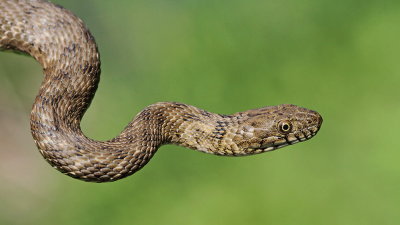 Dice snake Natrix tessellata kobranka_MG_9438-111.jpg