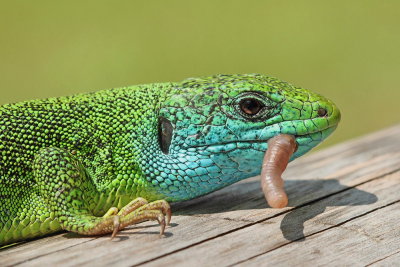 Western green lizard Lacerta bilineata zahodnoevropski zelenec_MG_0370-111.jpg