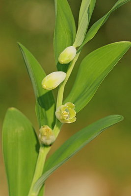 Angular solomons-seal Polygonatum odoratum diei salomov peat_MG_9813-11.jpg