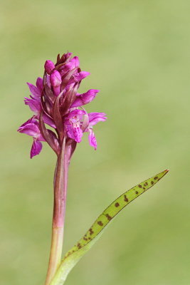 Western marsh orchid Dactylorhiza majalis majska prstasta kukavica_MG_0265-11.jpg