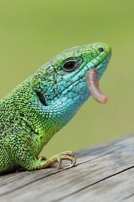 Green lizard with prey zelenec s plenom_MG_0357-11.jpg