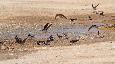 House martins Delichon urbica mestne lastovke_MG_0568-111.jpg