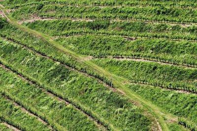 Vineyard in Haloze vinograd v Halozah_MG_989011-111.jpg