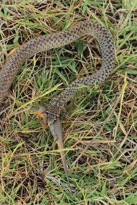 Balkan whip snake with prey belica s plenom_MG_0737-111.jpg