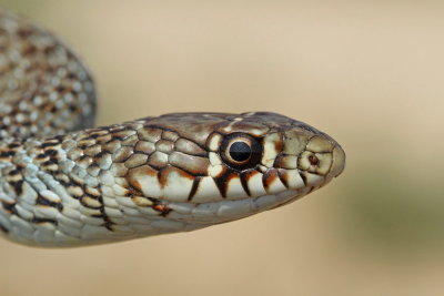Balkan whip snake Hierophis gemonensis belica_MG_0903-111.jpg