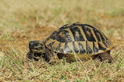 Hermann's tortoise Eurotestudo hermanni hercegovinensis gr¹ka ¾elva_MG_08471-11.jpg