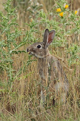 Common rabbit Oryctolagus cuniculus kunec_MG_1140-11.jpg